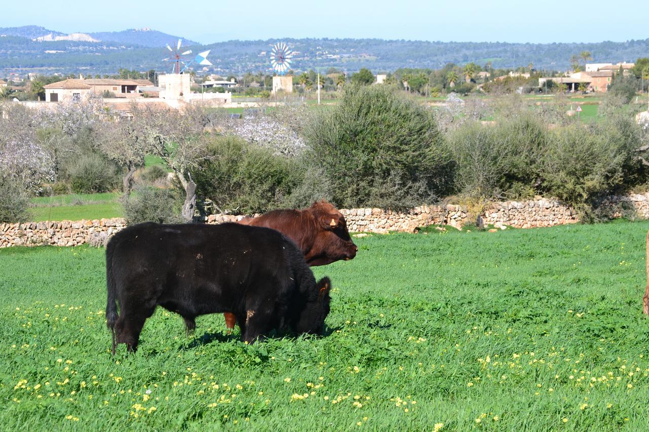 Agroturismo Es Gallicant Campos  Εξωτερικό φωτογραφία