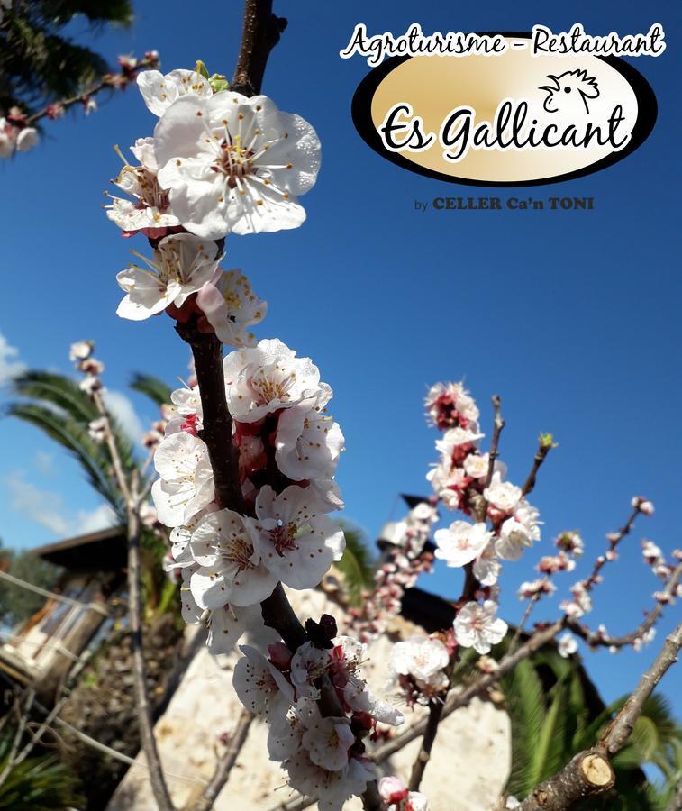 Agroturismo Es Gallicant Campos  Εξωτερικό φωτογραφία